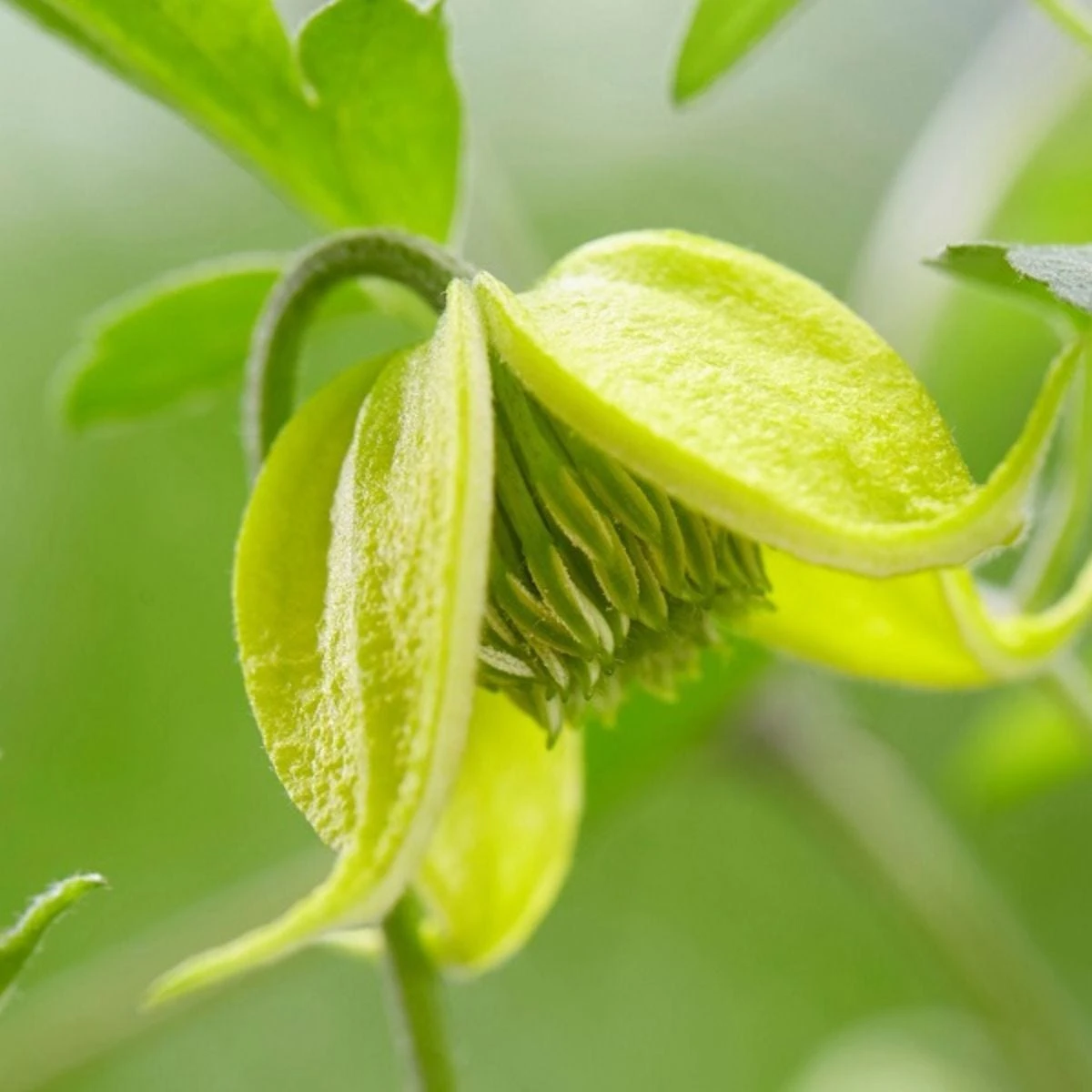 Thompson And Morgan Clematis Little Lemons 7cm Pot X 2 - Image 4