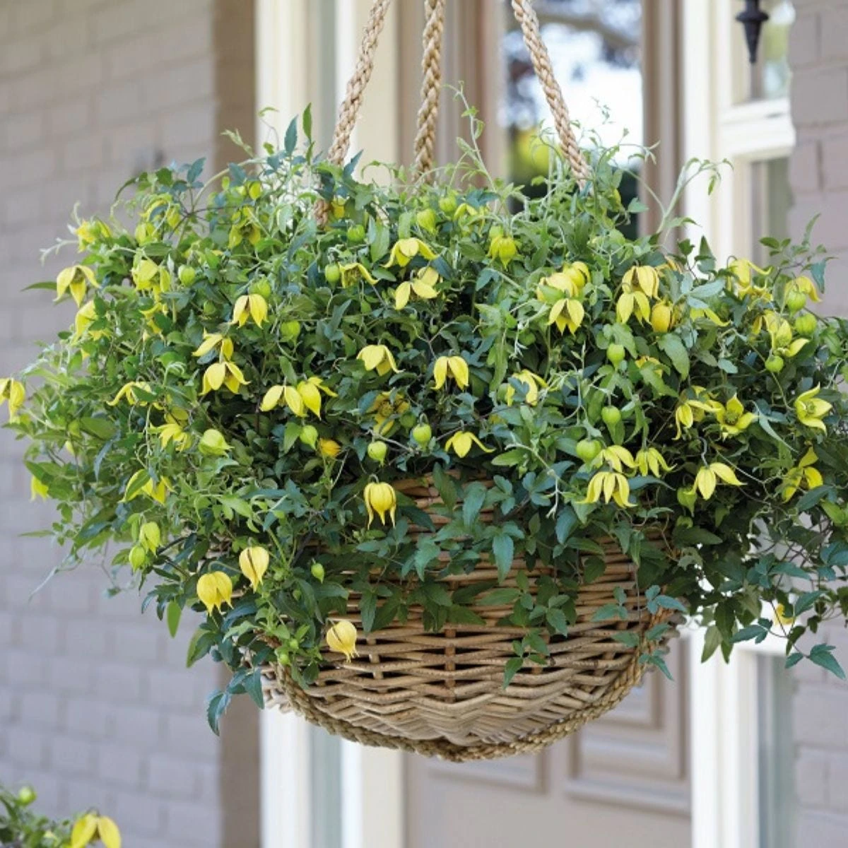 Thompson And Morgan Clematis Little Lemons 7cm Pot X 2 - Image 5