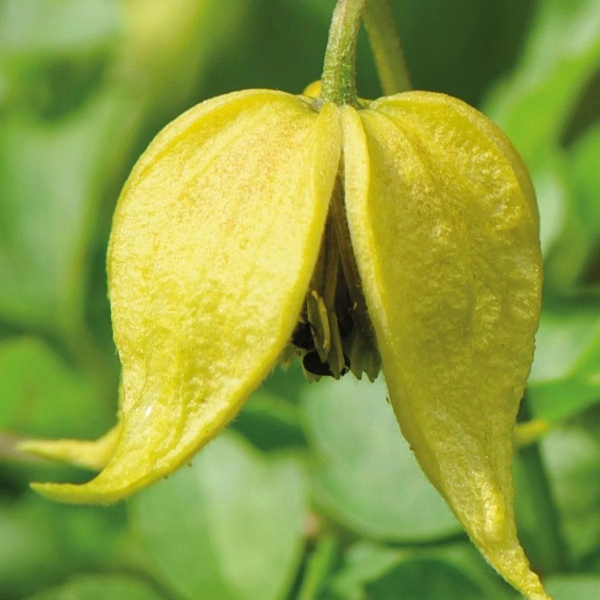 Thompson And Morgan Clematis Little Lemons 7cm Pot X 2 - Image 6