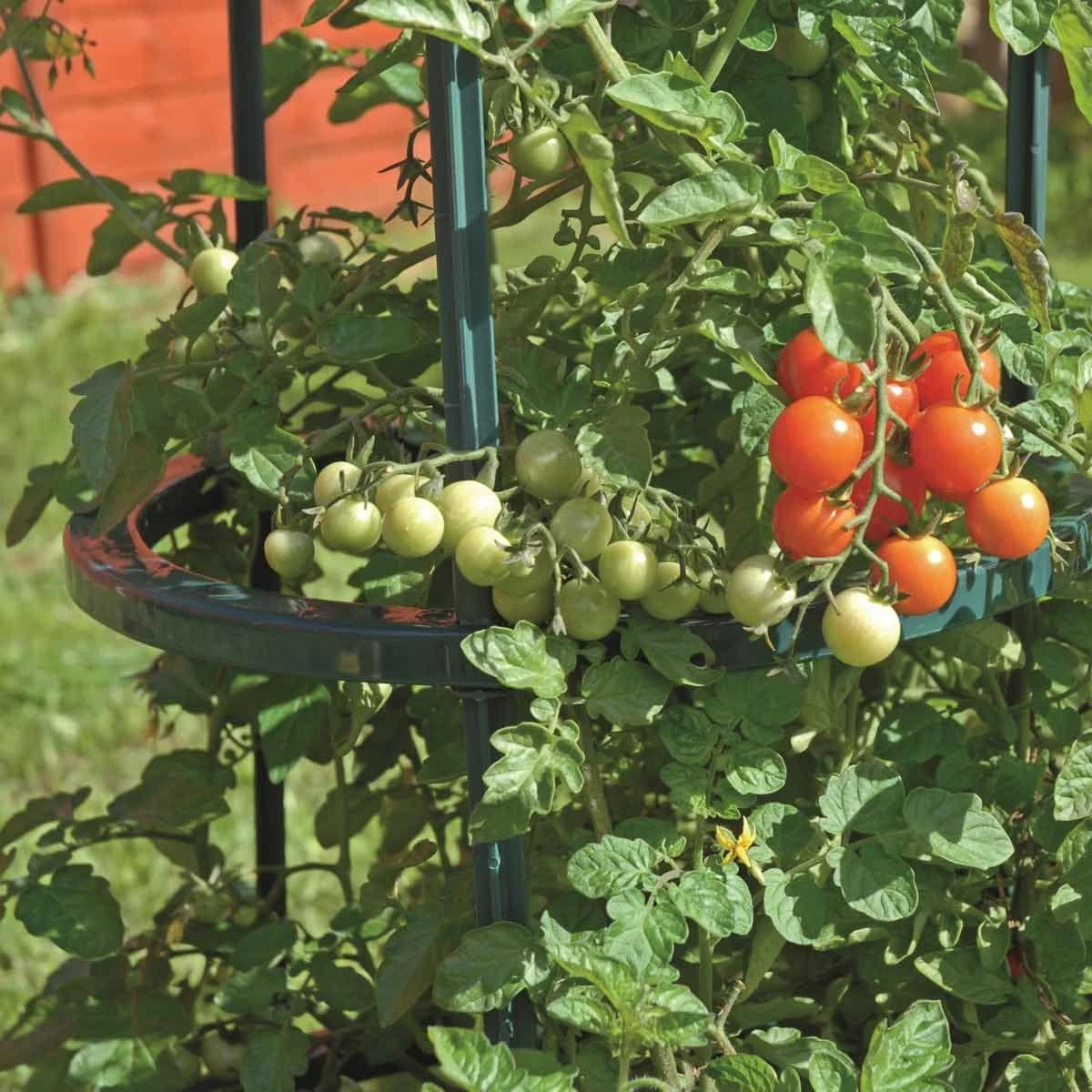 Garden Gear Tomato Growing Support 5 Piece Set X 3 - Image 4