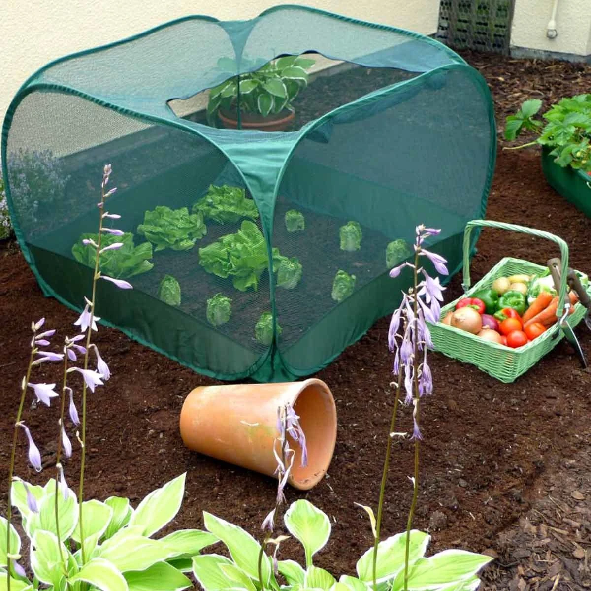 Gardenskill Pop Up Strawberry And Salad Fruit Cage Plant Cover 1 X 1 X 0.75M - Image 5