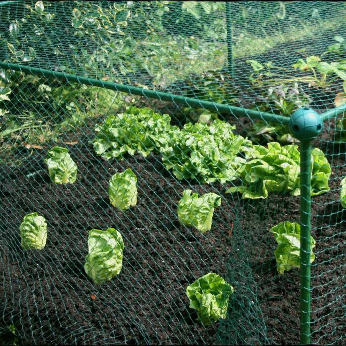 Gardenskill Fruit And Vegetable Garden Cage Kit With Bird Netting 2.5 X 1.25 X 0.625M - Image 4