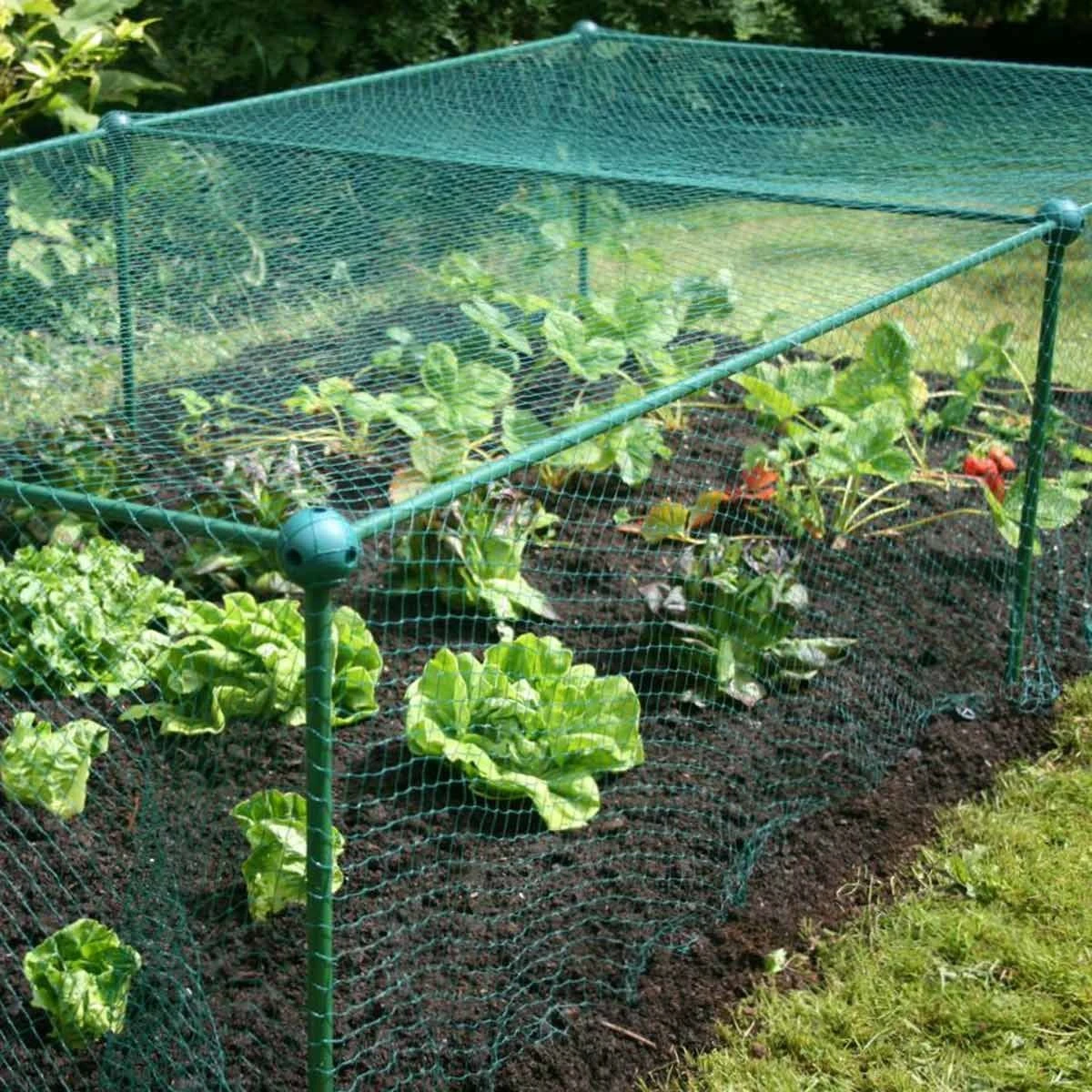 Gardenskill Fruit And Vegetable Garden Cage Kit With Bird Netting 2.5 X 1.25 X 0.625M - Image 7