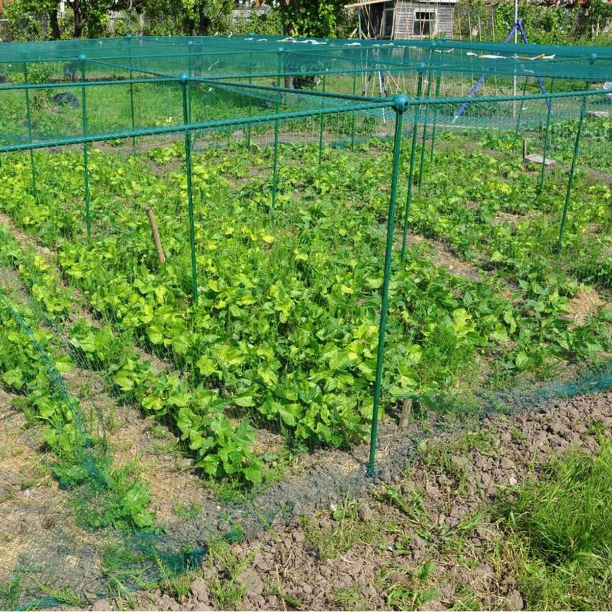Gardenskill Fruit And Vegetable Garden Cage Kit With Bird Netting 2 X 1 X 1.25M - Image 9