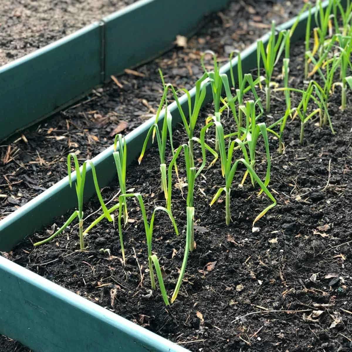 Gardenskill Build-a-bed Raised Vegetable Grow Bed And Planter 2 X 1 X 0.5M - Image 2