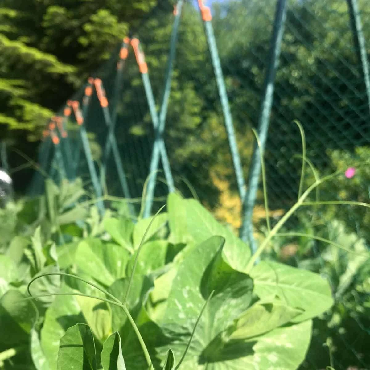 Gardenskill Pea Master Heavy Duty Pea And Climbing Plant Support Frame 0.75 X 1.2 X 1.2M - Image 9