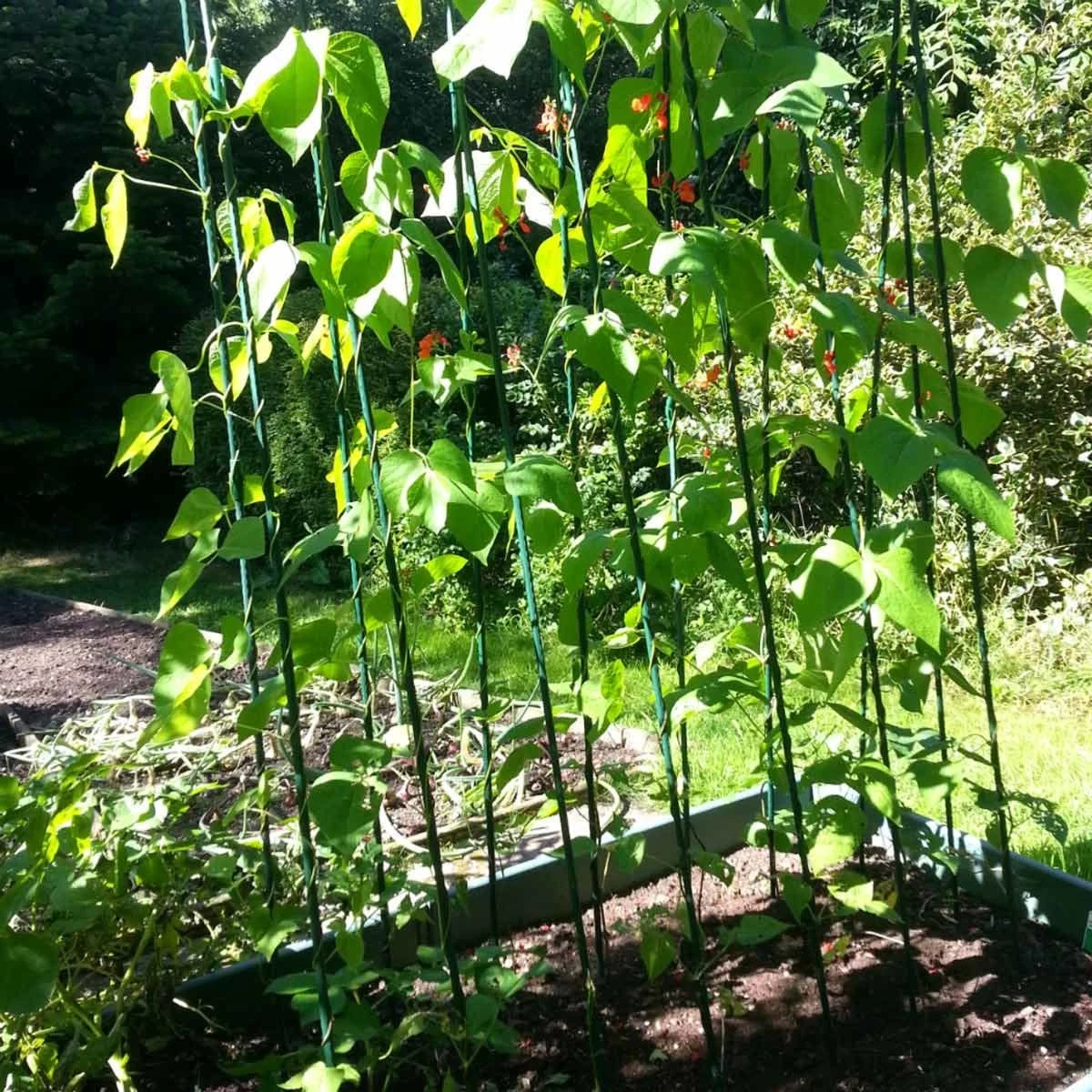 Gardenskill Easy Grow Runner Bean Frame And Climbing Plant Support Trellis 0.75 X 1.2 X 2.4M - Image 4