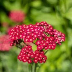 Thompson & Morgan Achillea Millefolium 'Cerise Queen' 9cm Pot X 3