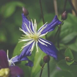 Thompson & Morgan Clematis Aromatica 7cm Pot X 2