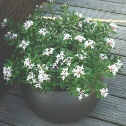 Thompson & Morgan Daphne Transatlantica Eternal Fragrance 12cm Pot X 2