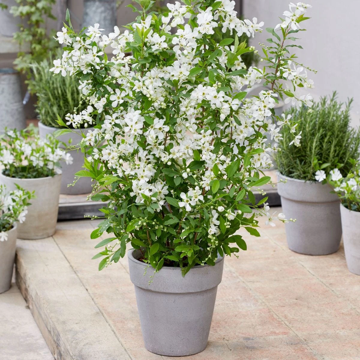 Thompson & Morgan Exochorda 'Blushing Pearl' X 3