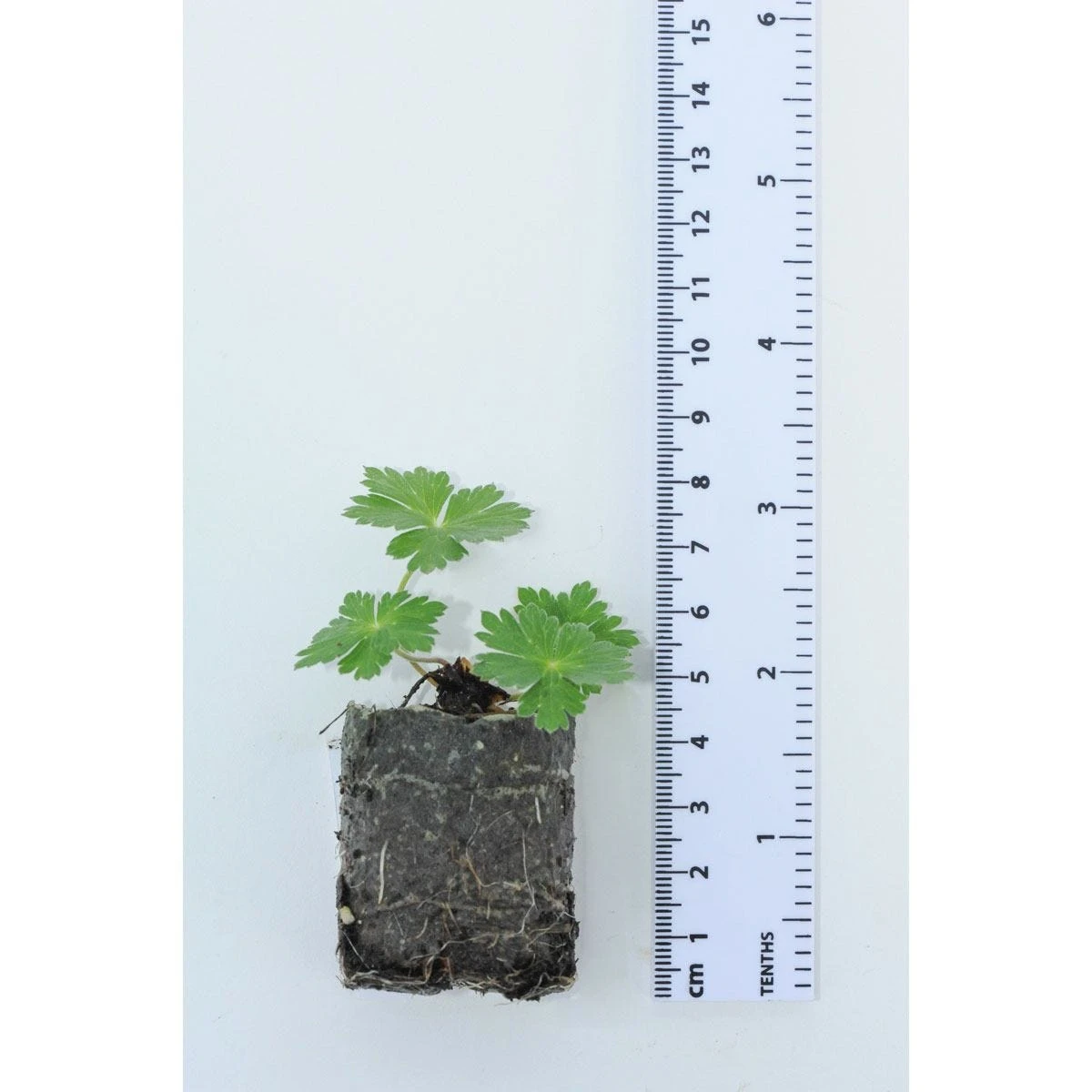 Thompson & Morgan Geranium Rozanne 6 Jumbo Plugs - Image 10