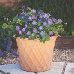 Thompson & Morgan Geranium Rozanne 6 Jumbo Plugs