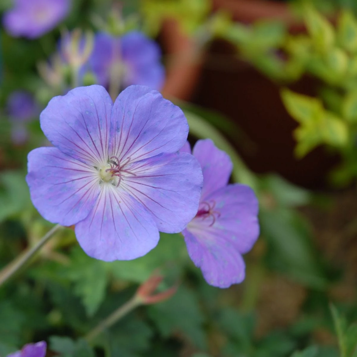 Thompson & Morgan Geranium Rozanne 6 Jumbo Plugs - Image 2