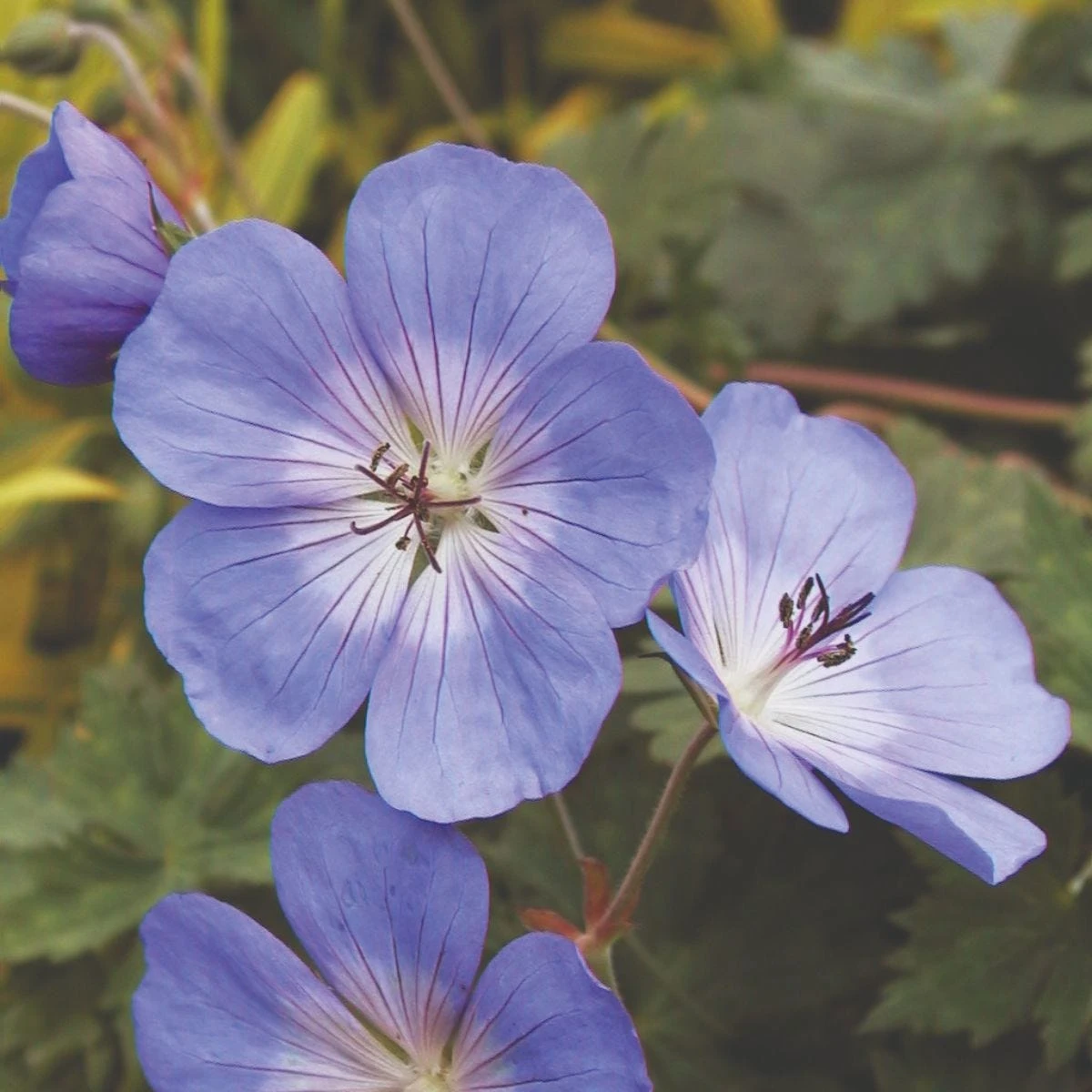 Thompson & Morgan Geranium Rozanne 6 Jumbo Plugs - Image 3