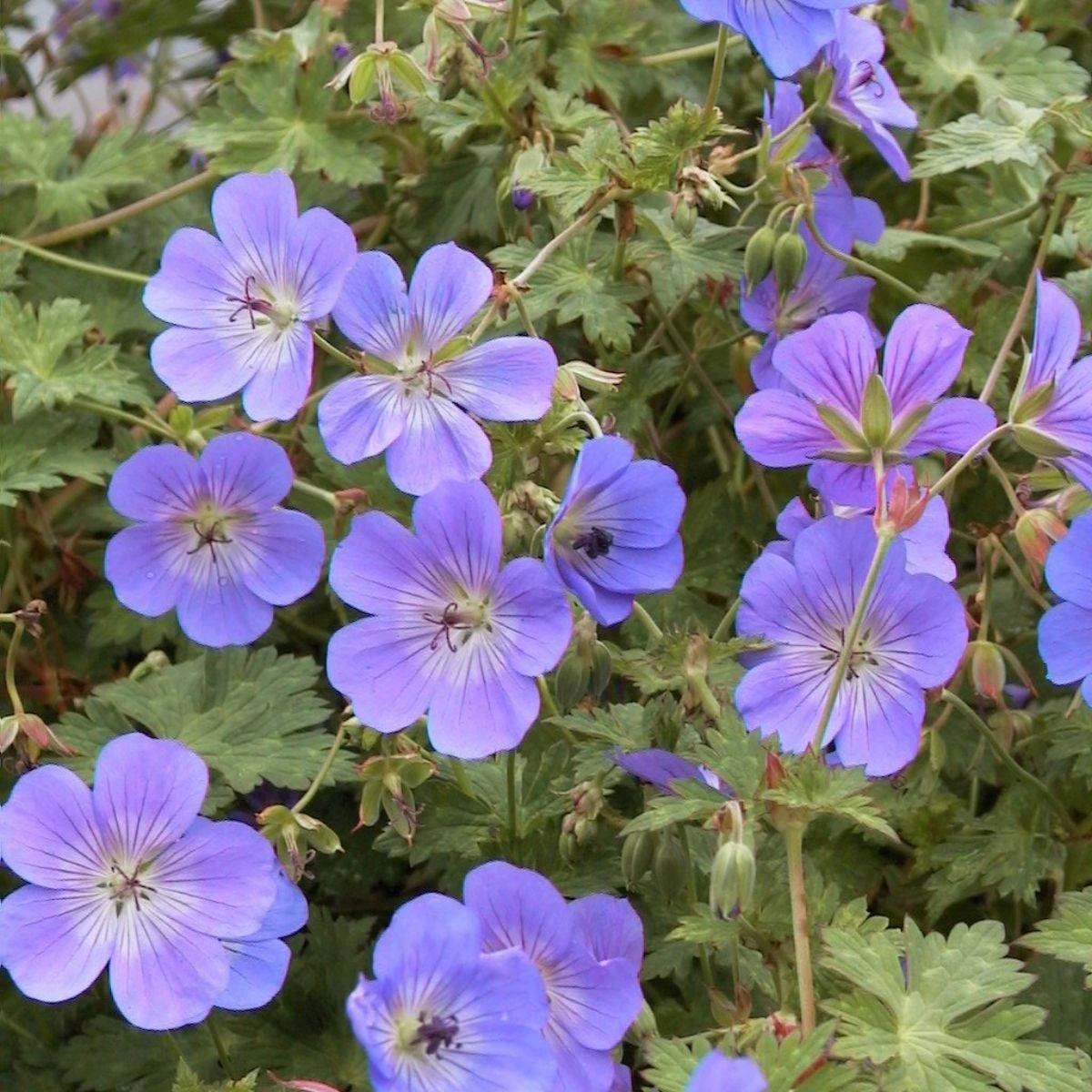 Thompson & Morgan Geranium Rozanne 6 Jumbo Plugs - Image 4