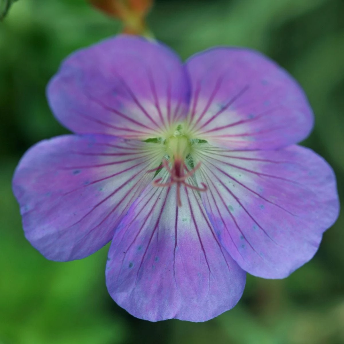 Thompson & Morgan Geranium Rozanne 6 Jumbo Plugs - Image 5