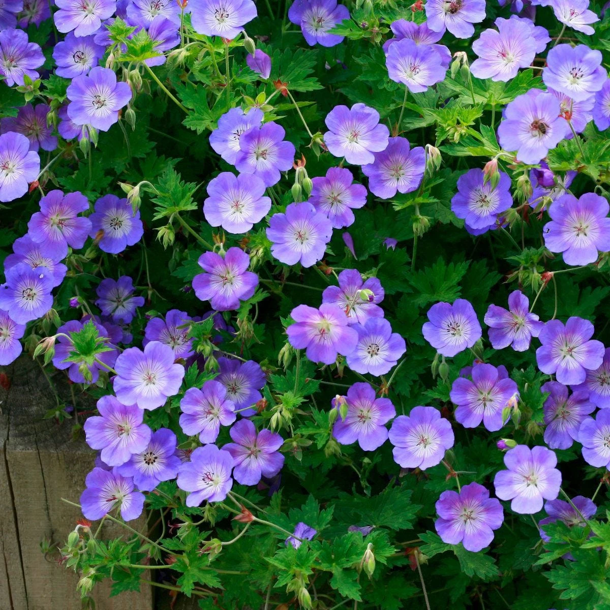 Thompson & Morgan Geranium Rozanne 6 Jumbo Plugs - Image 7