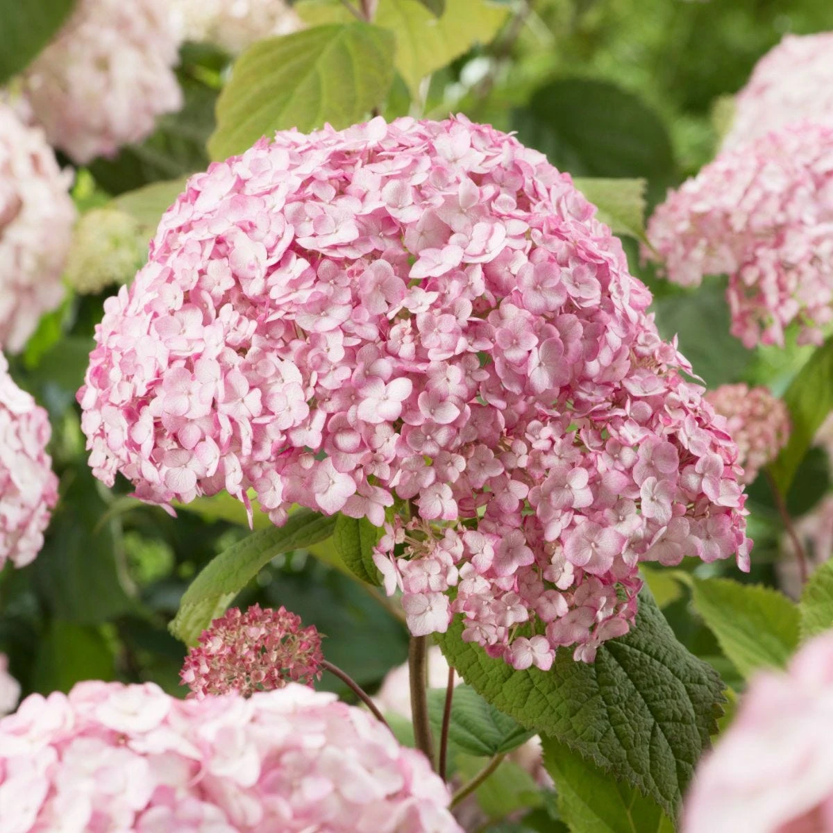 Thompson & Morgan Hydrangea Arb Candybelle Bubblegum 9cm Pot X 2 - Image 2