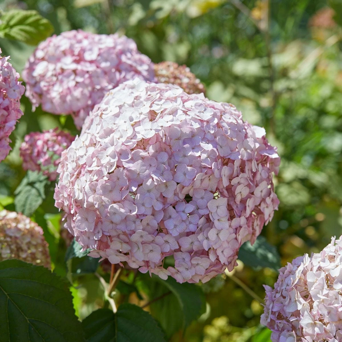 Thompson & Morgan Hydrangea Arb Candybelle Bubblegum 9cm Pot X 2 - Image 3