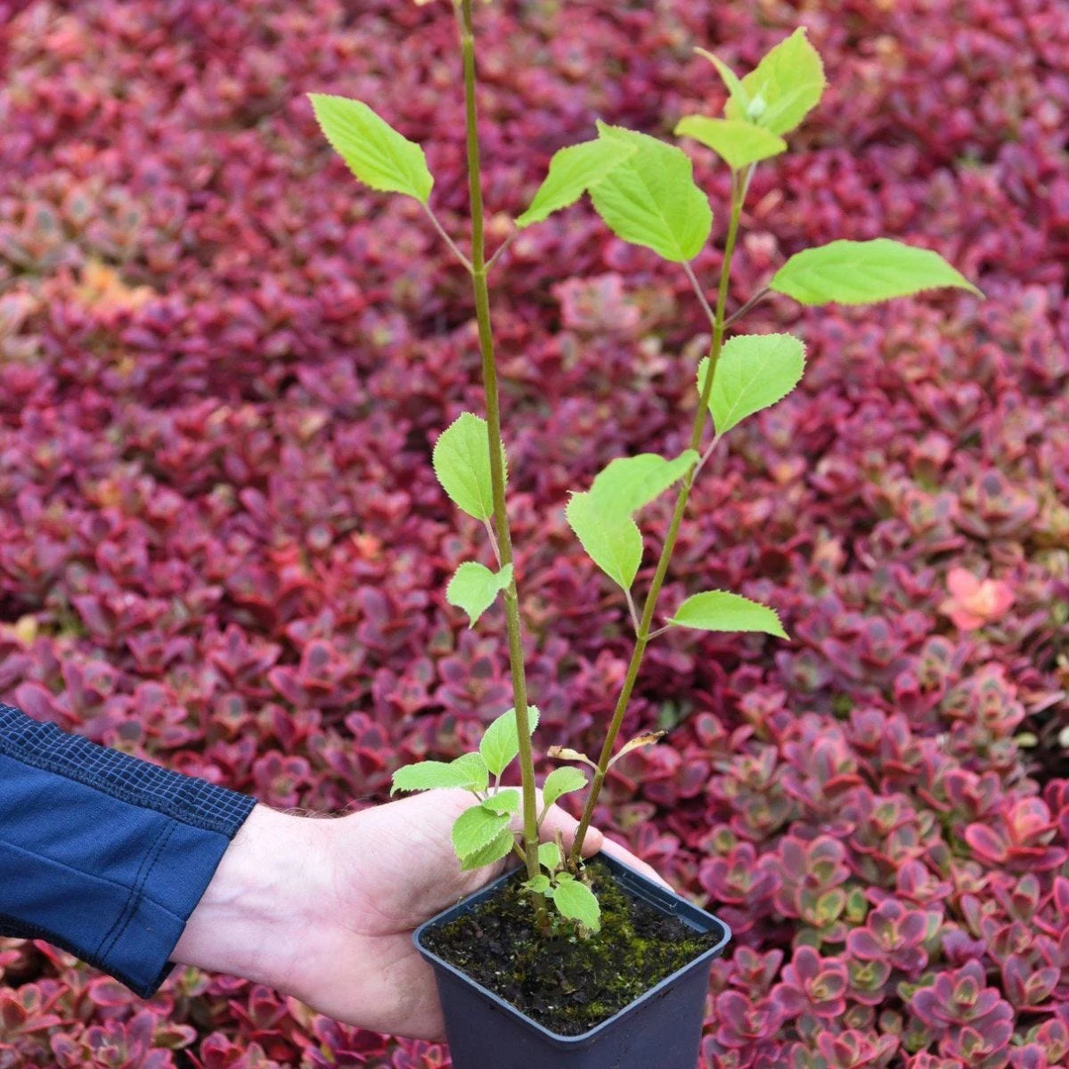 Thompson & Morgan Hydrangea Arb Candybelle Bubblegum 9cm Pot X 2 - Image 5