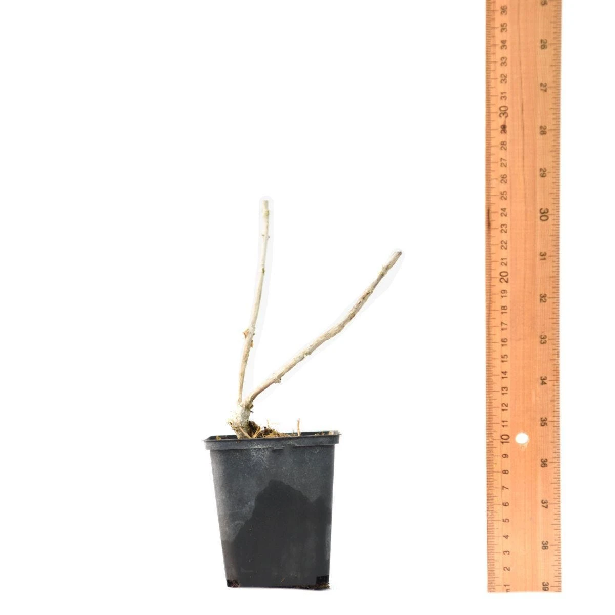 Thompson & Morgan Hydrangea Arb Candybelle Bubblegum 9cm Pot X 2 - Image 6