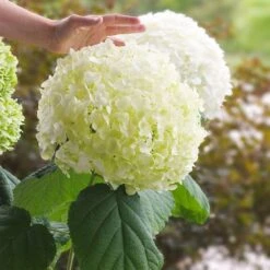 Thompson & Morgan Hydrangea Strong Annabelle 3 Litre Pot X 2