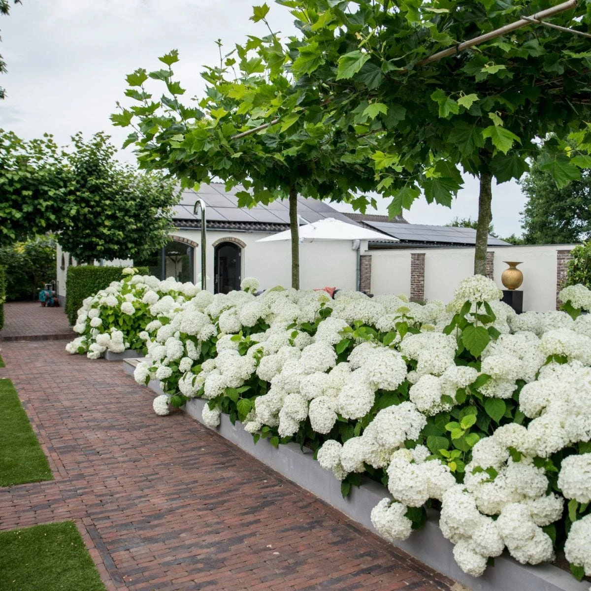 Thompson & Morgan Hydrangea Strong Annabelle 3 Litre Pot X 2 - Image 3