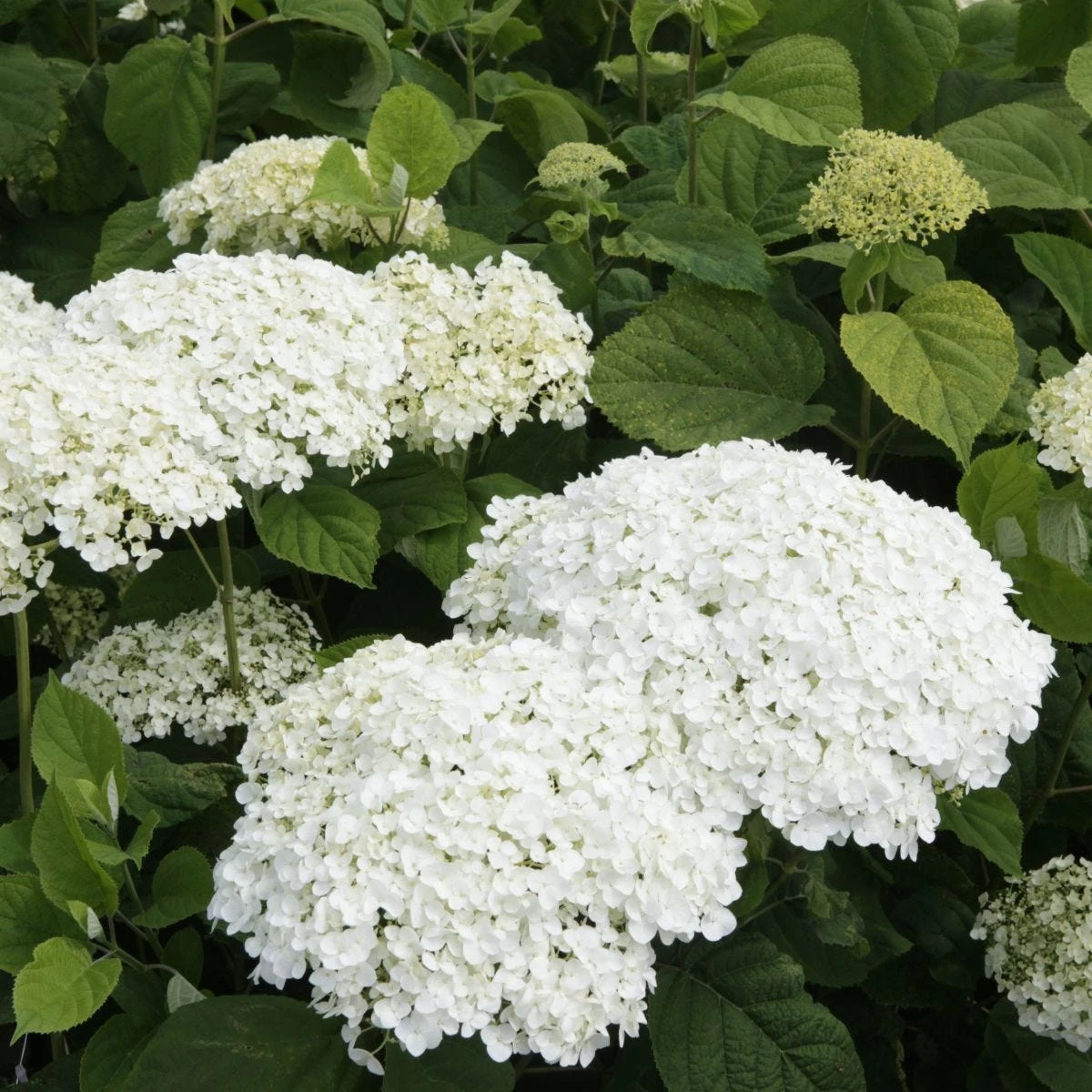 Thompson & Morgan Hydrangea Strong Annabelle 3 Litre Pot X 2 - Image 4