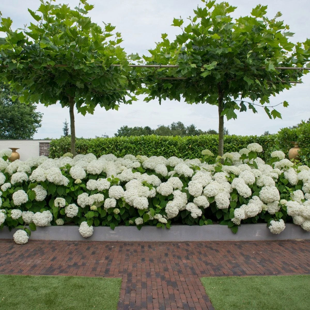 Thompson & Morgan Hydrangea Strong Annabelle 3 Litre Pot X 2 - Image 5