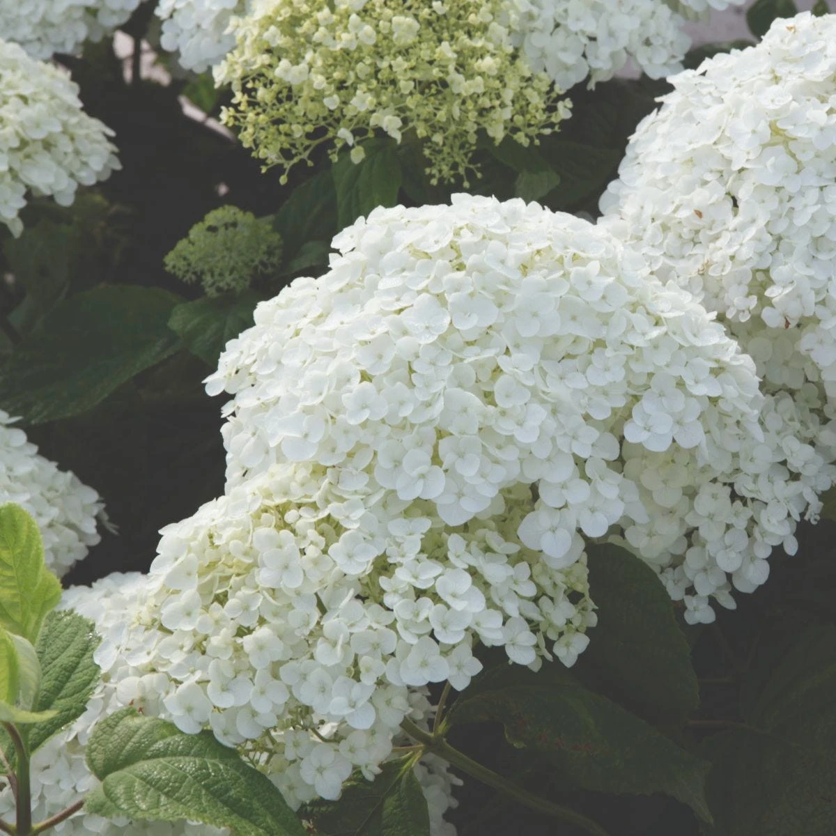 Thompson & Morgan Hydrangea Strong Annabelle 3 Litre Pot X 2 - Image 6