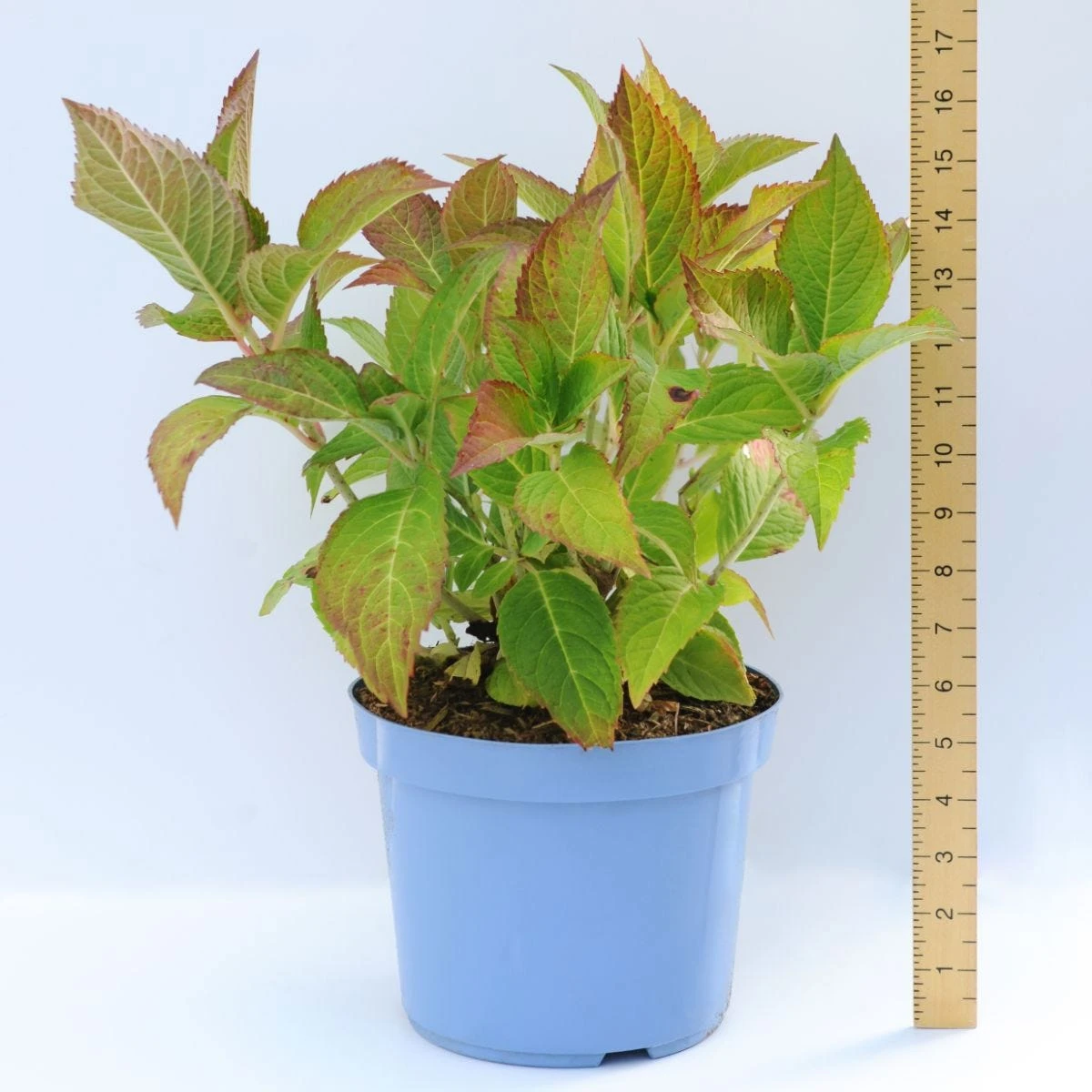 Thompson & Morgan Hydrangea Strong Annabelle 3 Litre Pot X 2 - Image 7