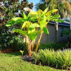 Thompson & Morgan Japanese Banana - Musa Basjoo 15cm X 2