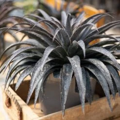 Thompson & Morgan Mangave Moonglow 9cm Pot X 1