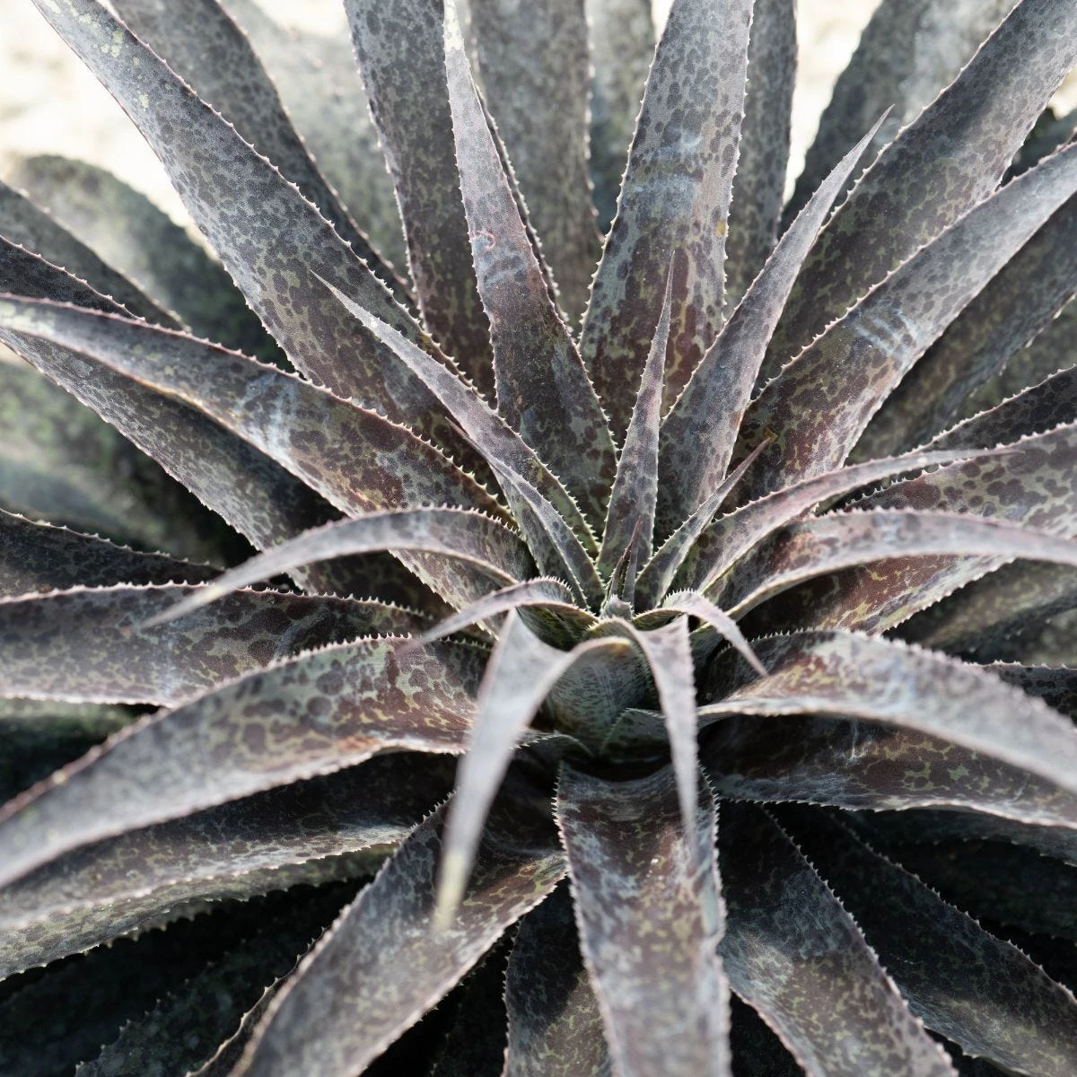 Thompson & Morgan Mangave Moonglow 9cm Pot X 2 - Image 2