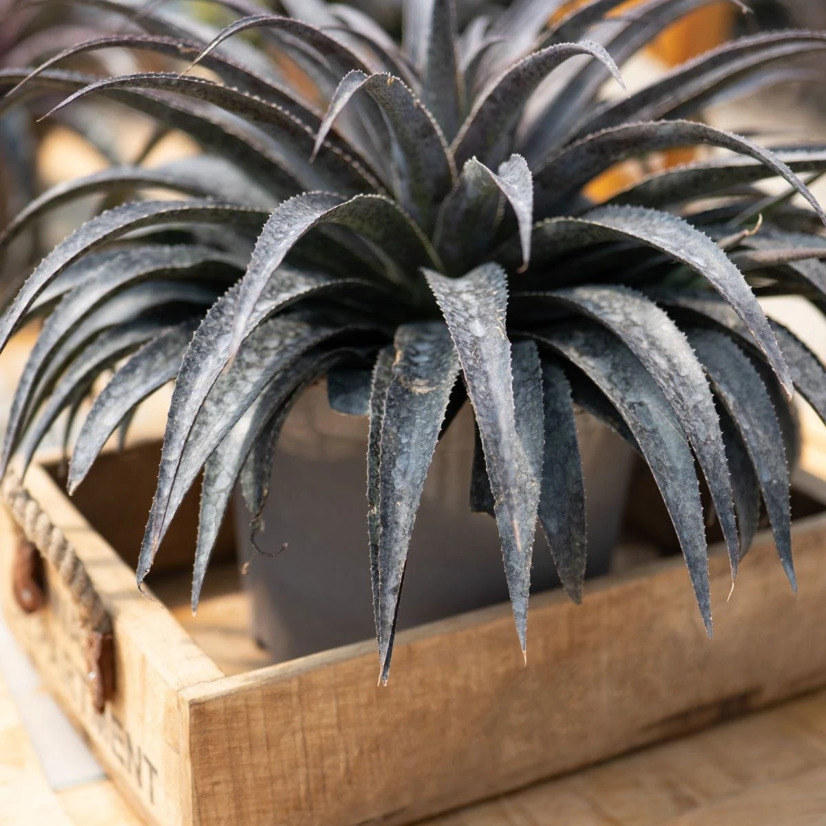 Thompson & Morgan Mangave Moonglow 9cm Pot X 2 - Image 3