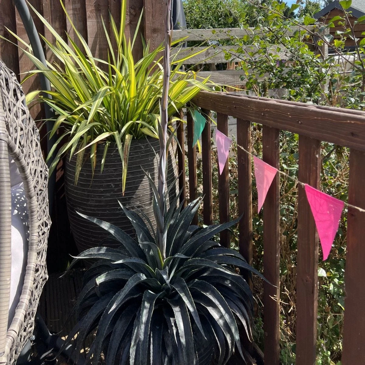 Thompson & Morgan Mangave Moonglow 9cm Pot X 2 - Image 4