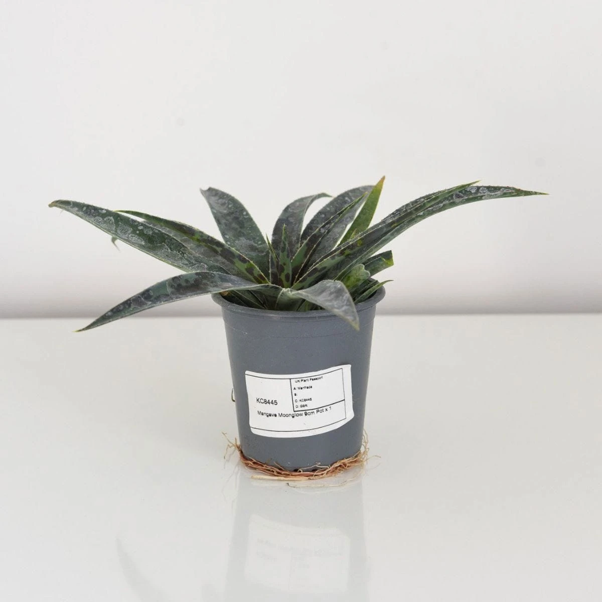 Thompson & Morgan Mangave Moonglow 9cm Pot X 2 - Image 5