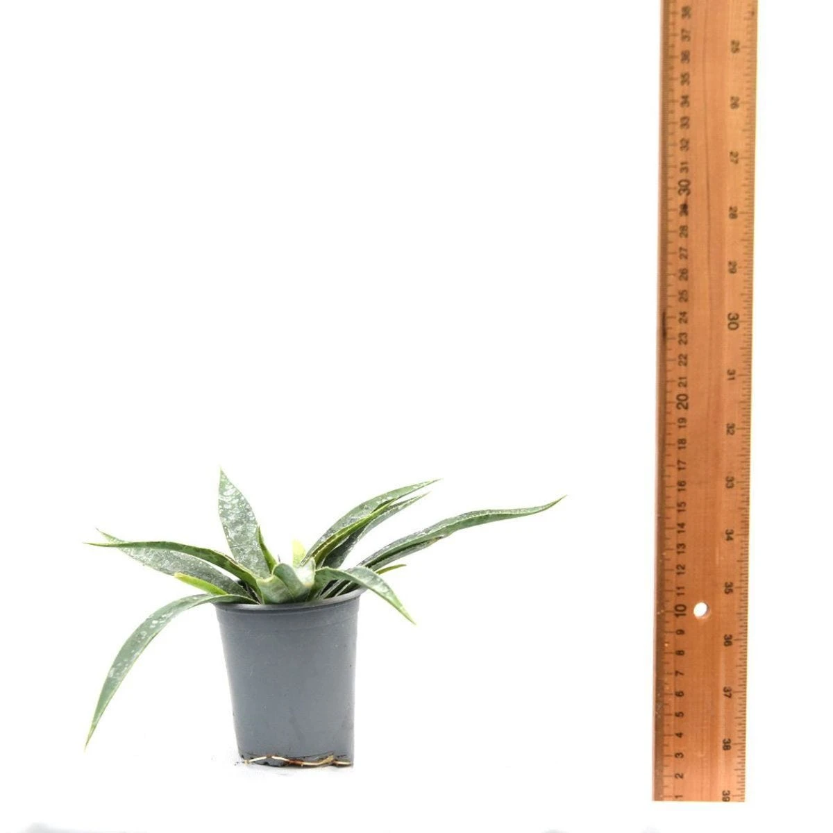 Thompson & Morgan Mangave Moonglow 9cm Pot X 2 - Image 6