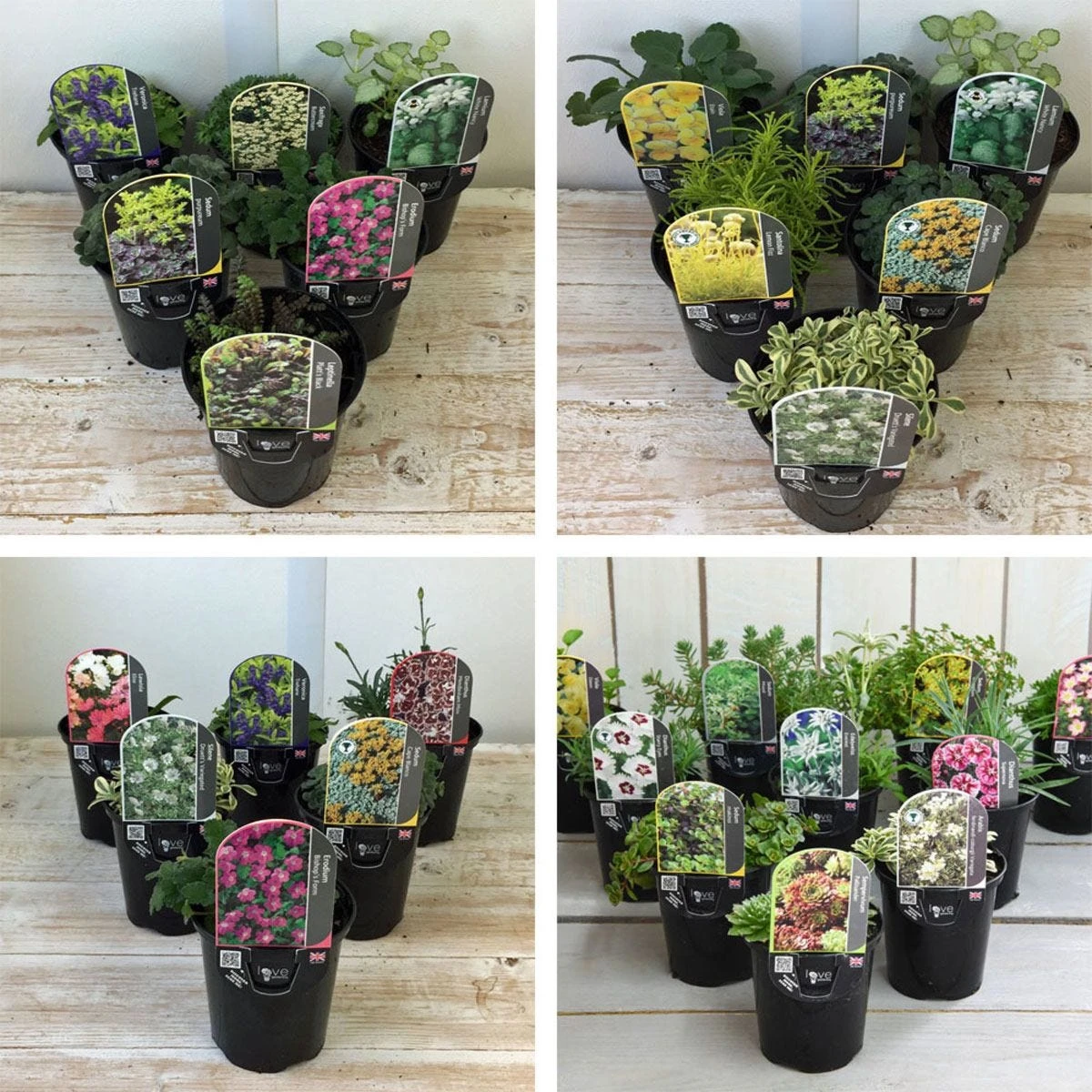 Thompson And Morgan Lucky Dip Alpine 9cm Pot X 12 - Image 2