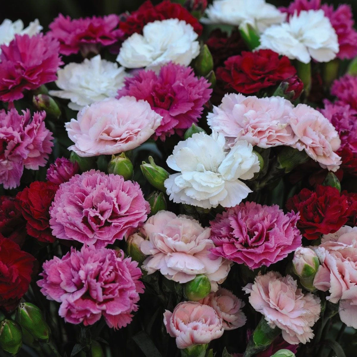 Thompson And Morgan Lucky Dip Alpine 9cm Pot X 12 - Image 3