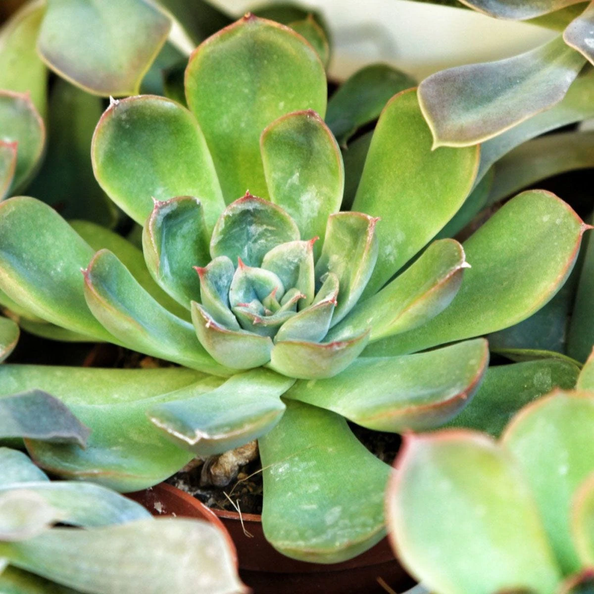 Thompson And Morgan Lucky Dip Alpine 9cm Pot X 12 - Image 4