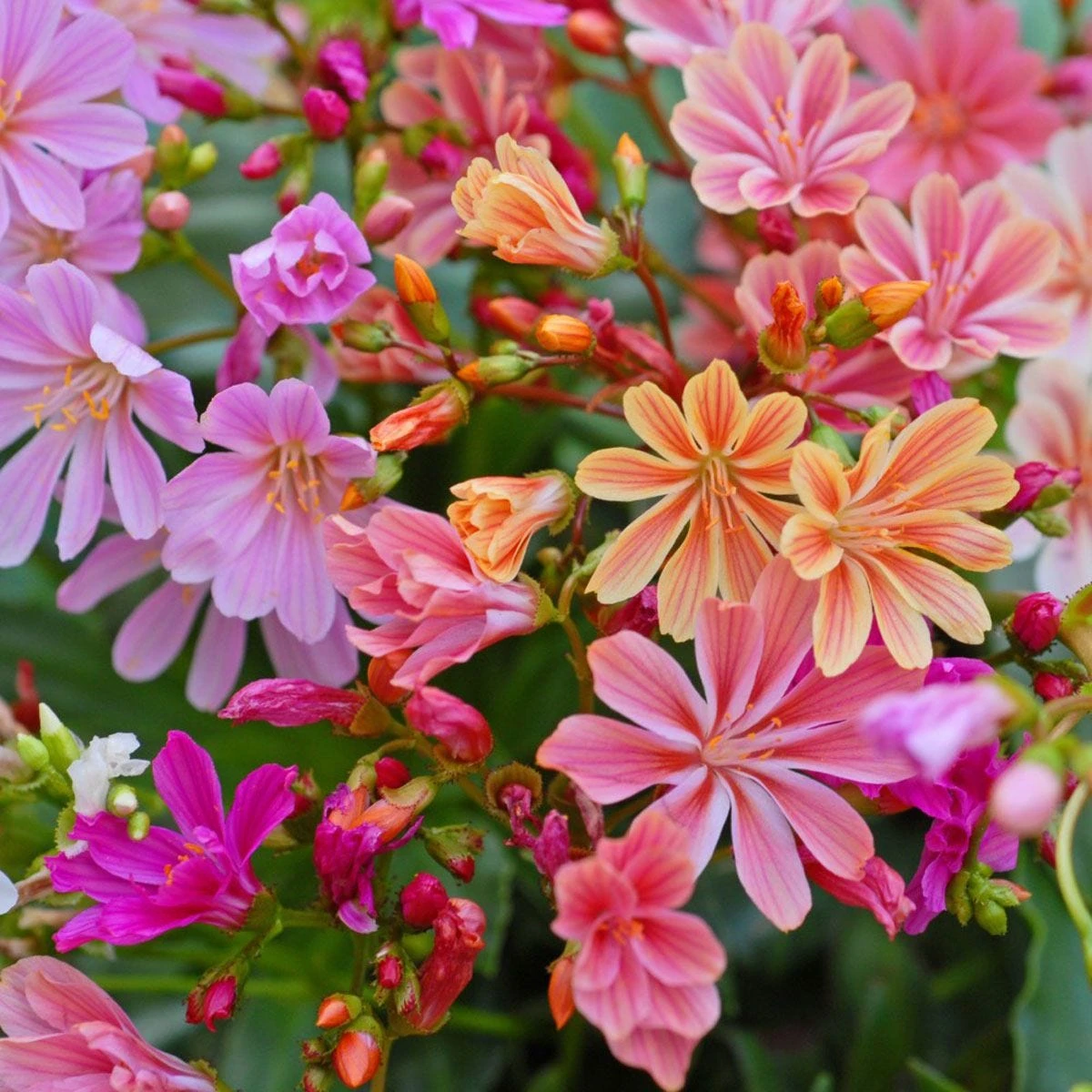 Thompson And Morgan Lucky Dip Alpine 9cm Pot X 12 - Image 5