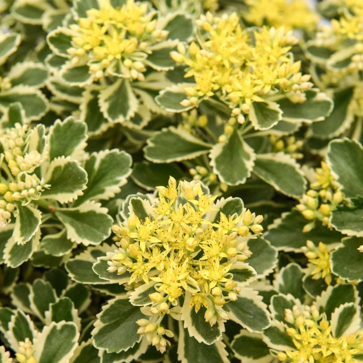 Thompson And Morgan Lucky Dip Alpine 9cm Pot X 12 - Image 7