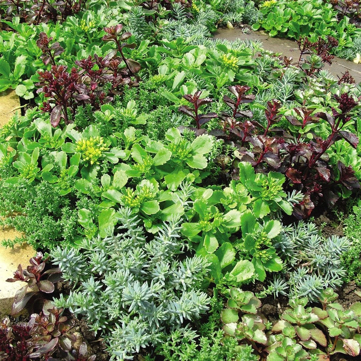 Thompson And Morgan Lucky Dip Alpine 9cm Pot X 12 - Image 8