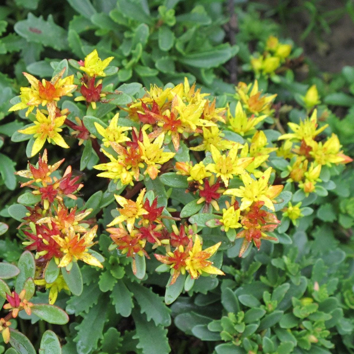 Thompson And Morgan Lucky Dip Alpine 9cm Pot X 12 - Image 9