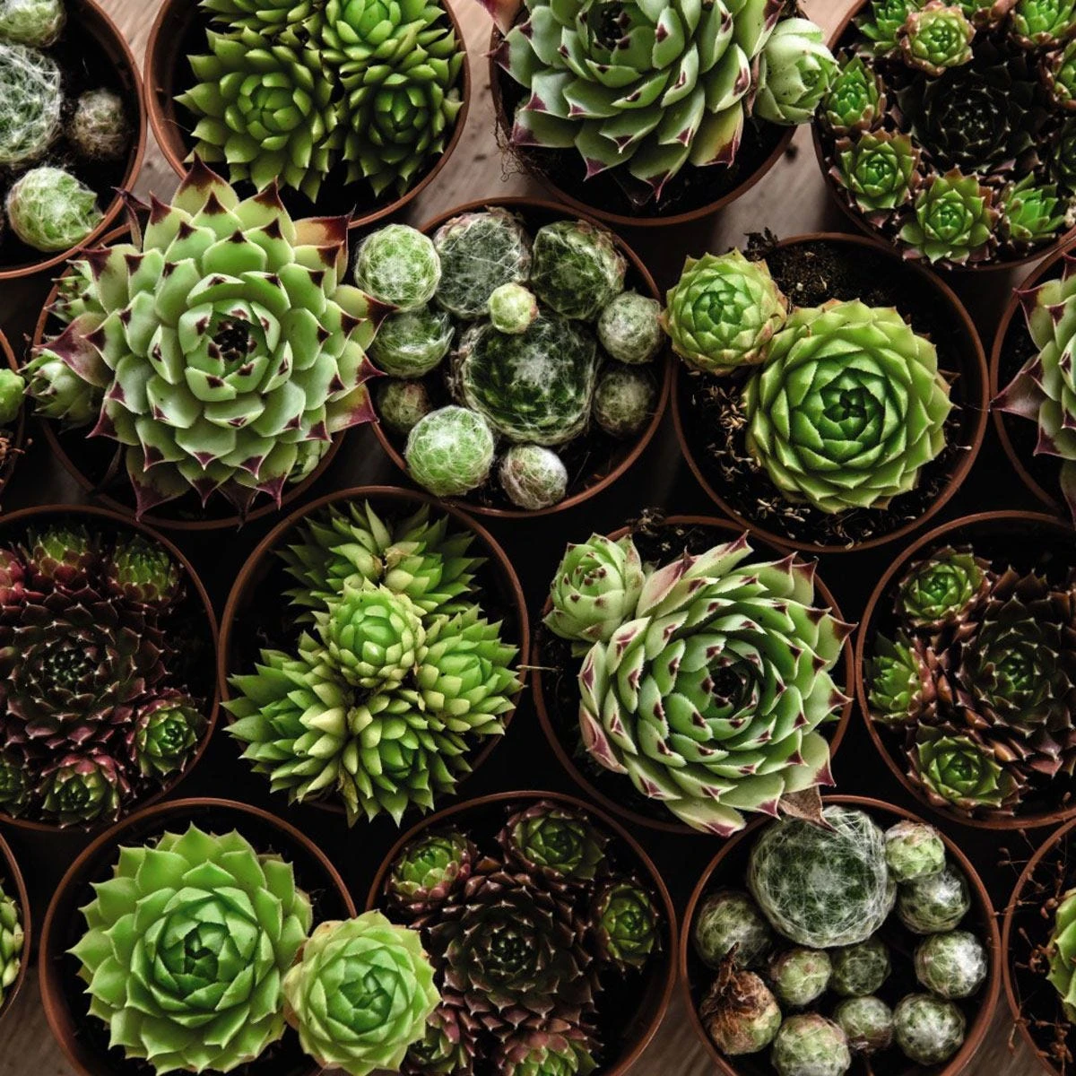 Thompson And Morgan Lucky Dip Alpine 9cm Pot X 12 - Image 10